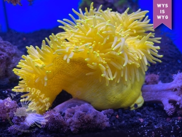 Heteractis Malu Yellow